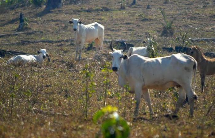 (Arquivo/Agência Brasil) (Arquivo/Agência Brasil)