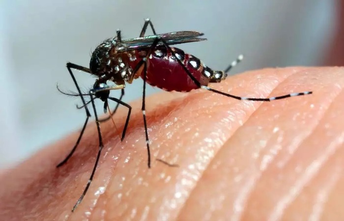 Em 20 dias, desde o ltimo levantamento, foram notificados 15,2 mil novos casos e 21 mortes por dengue no Pas (Foto: Divulgao/Arquivo Agncia Brasil )