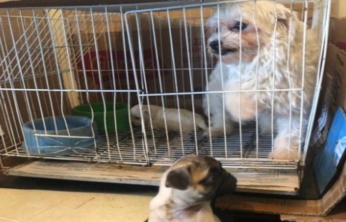 Animais viviam presos em gaiolas e foram encaminhados a lares provisórios (Foto: Divulgação/PCMG) Animais viviam presos em gaiolas e foram encaminhados a lares provisórios (Foto: Divulgação/PCMG)