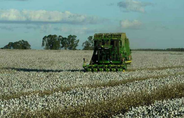 
Colheitadeira em plantao de algodo: setor agropecurio deve ser o maior responsvel pelo avano da economia no terceiro trimestre do ano. (Foto: Ed Alves/CB/D.A Press)