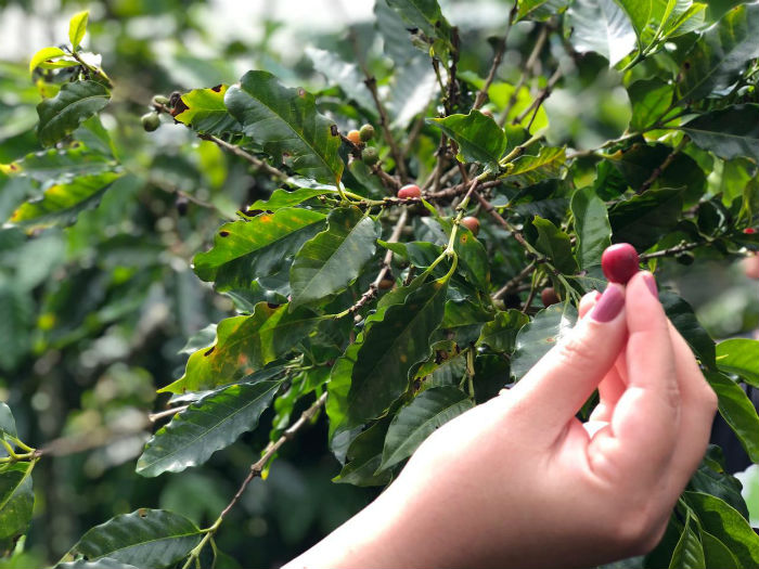 De olho no boom de consumidores interessados nos bastidores da extração do café, propriedades rurais de Taquaritinga do Norte passaram a abrir as portas para os consumidores. (Foto: Anamaria Nascimento/DP)