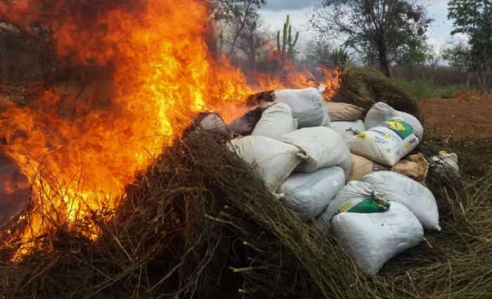 Somando outras ações, a polícia estima que cerca de 5,5 toneladas de maconha deixaram de entrar no mercado ilegal. (Foto: Divulgação/PF.)