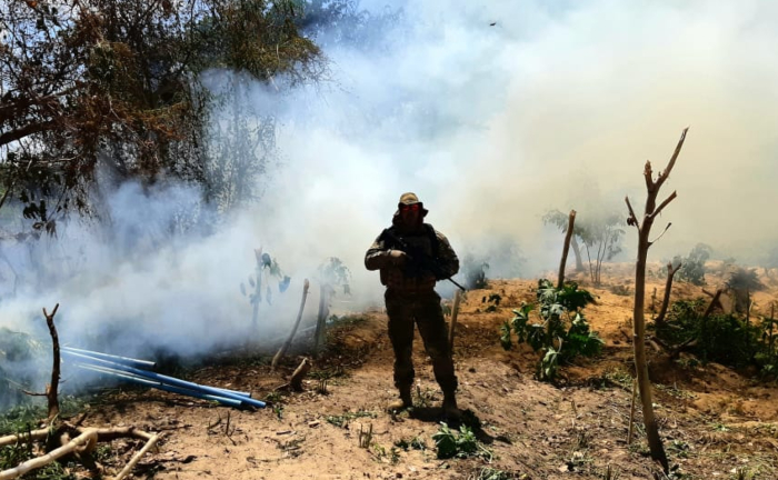 Plantações poderiam produzir cerca de 10 toneladas de maconha. (Foto: Divulgação/PRF.)