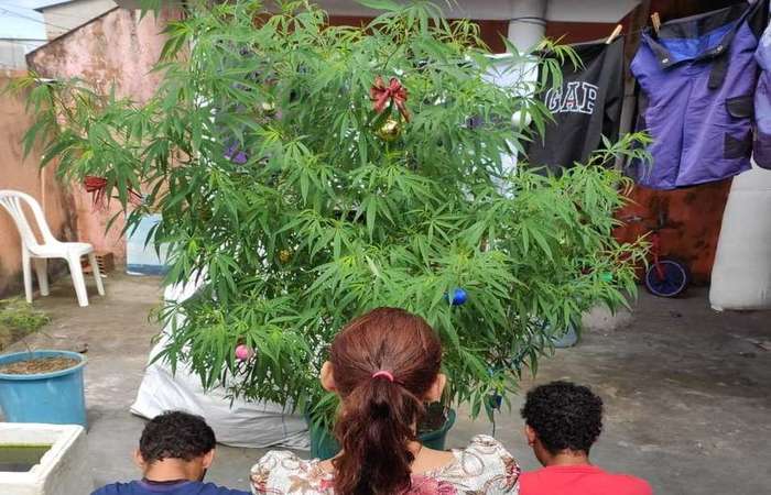 Ps de maconha foram decorados com bolas brilhantes, luz pisca-pisca, laos e outros enfeites natalinos (Divulgao/Polcia Militar )