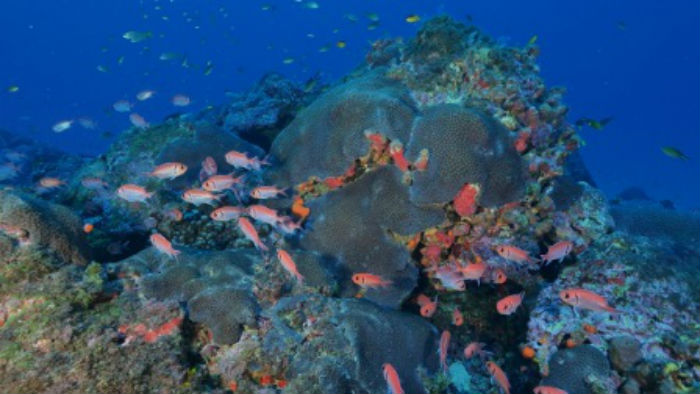 Nova expedio para registrar imagens do coral acontece em fevereiro. (Foto: UFPE/Divulgao)