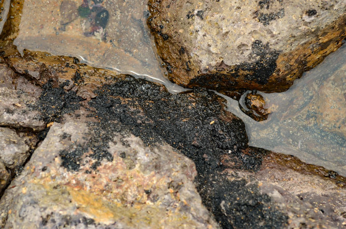 Fragmentos de leo continuam nas rochas da praia.  (Foto: Lu Rocha/Divulgao)