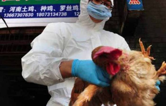 Segundo dados da OMS, desde 2003, a gripe aviria H5N1 matou cerca de 455 pessoas em todo o mundo (Foto: AFP )