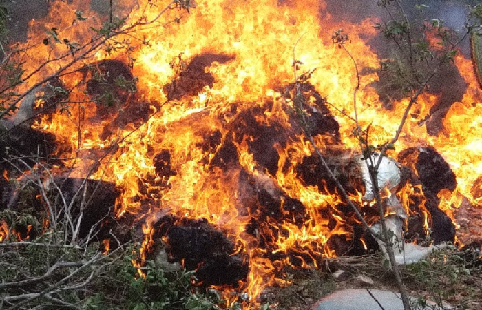 Segundo a PF, maconha incinerada no  apta para a fabricao de remdios. (Foto: Divulgao/PF)