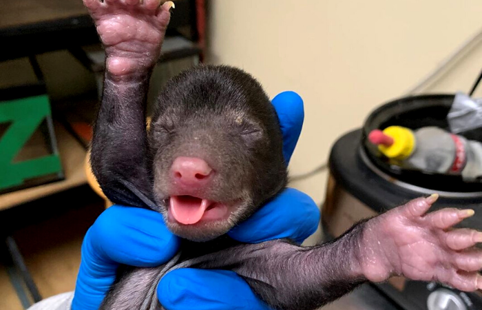 Com cerca de duas semanas de vida, o animal não apresentava nenhum machucado (Foto: Reprodução/Instagram/Wild Life Center of Virginia ) Com cerca de duas semanas de vida, o animal não apresentava nenhum machucado (Foto: Reprodução/Instagram/Wild Life Center of Virginia )