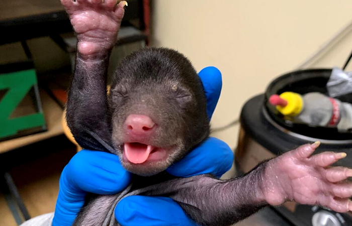 Com cerca de duas semanas de vida, o animal no apresentava nenhum machucado (Foto: Reproduo/Instagram/Wild Life Center of Virginia )