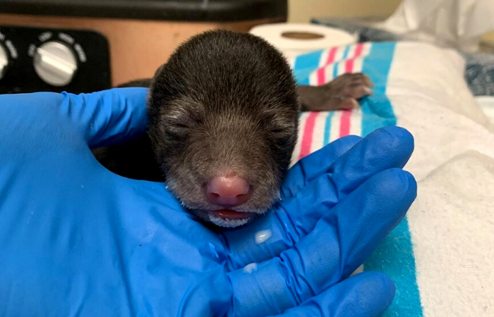 (Foto: Reprodução/Instagram/Wild Life Center of Virginia ) (Foto: Reprodução/Instagram/Wild Life Center of Virginia )