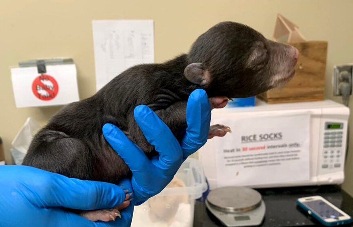 (Foto: Reprodução/Instagram/Wild Life Center of Virginia ) (Foto: Reprodução/Instagram/Wild Life Center of Virginia )