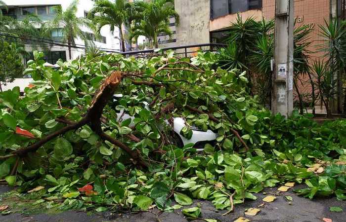 rvore cai por cima de carro na rua Francisco da Cunha, na altura do Colgio Boa Viagem, Zona Sul (Foto: Murilo Macdo)