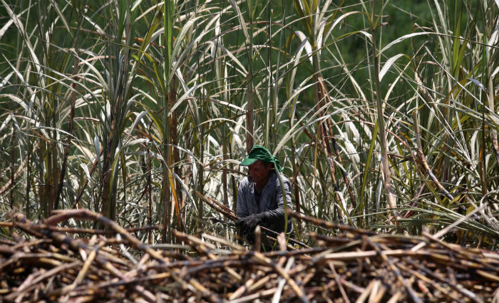 Houve uma queda no preo bsico da commodity entre 15% e 21%, nos ltimos trinta dias, depois de um perodo em que havia a sinalizao de recuperao. (Foto: Teresa Maia / Arquivo DP.Foto)