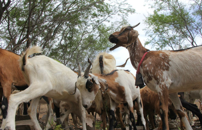 A orientao abrange vrios municpios pernambucanos (Foto: Divulgao SDA)