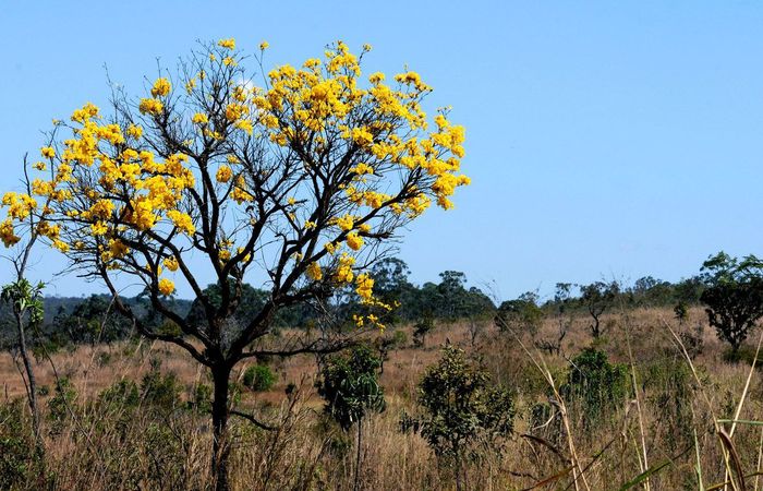 No mesmo perodo, a rea agrcola cresceu 44,8%.  (Foto: Toninho Tavares/Agncia Braslia)