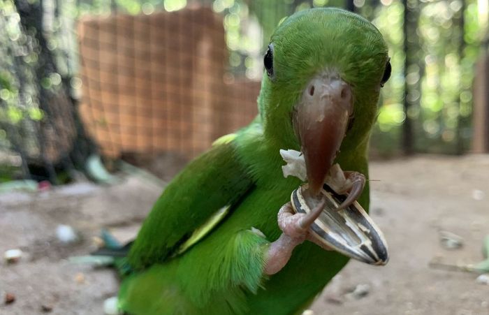  (Foto: Viveiro Cecropia / Divulgao)