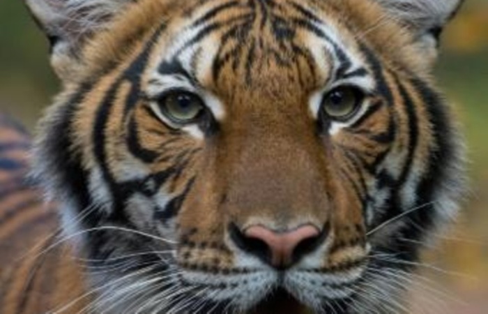 (Foto: Wildlife Conservation Society/AFP) (Foto: Wildlife Conservation Society/AFP)