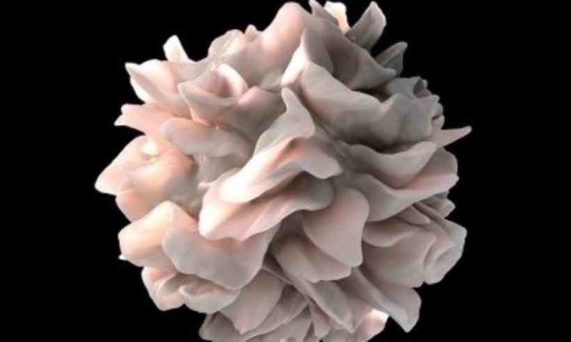 Superfície de uma célula dendrítica humana
 (Foto: Reprodução/Internet)