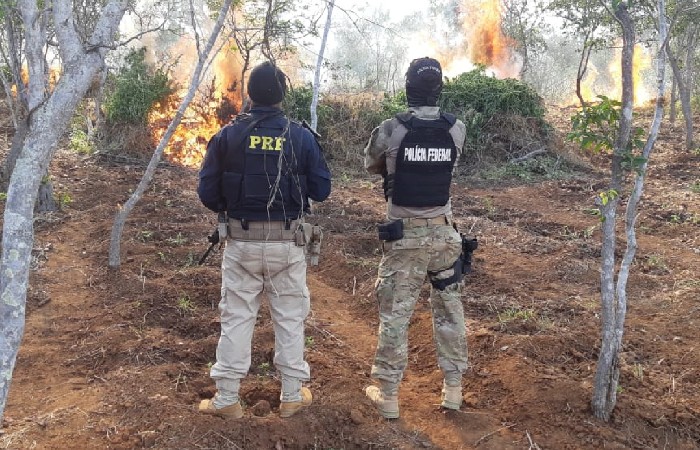 Ação conjunta de polícias resultou na queima da produção de maconha (Foto: Divulgação /PF) Ação conjunta de polícias resultou na queima da produção de maconha (Foto: Divulgação /PF)