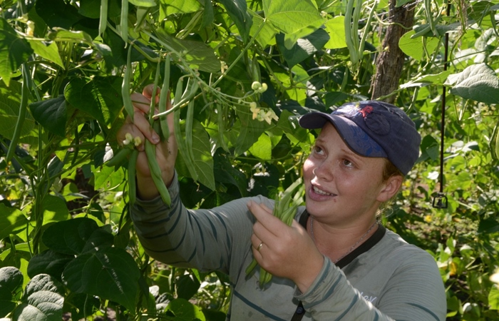 Em Pernambuco, o PAA vai beneficiar 1.249 agricultores, em 144 municípios, com um valor de aproximadamente R$ 6.500 por produtor. (Foto: Josué da Mata) Em Pernambuco, o PAA vai beneficiar 1.249 agricultores, em 144 municípios, com um valor de aproximadamente R$ 6.500 por produtor. (Foto: Josué da Mata)