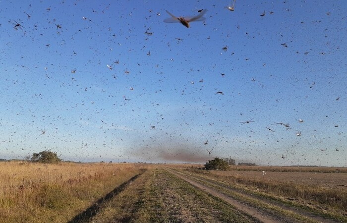 Nuvem de gafanhotos ataca lavouras na Argentina (Foto: Divulgao/Governo da Provncia de Crdoba)