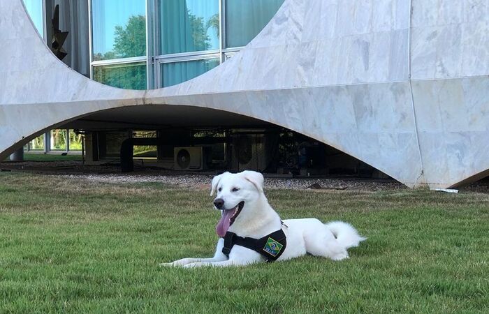 Michelle Bolsonaro criou um perfil para o cão nas redes sociais, que logo se encheu de seguidores (Foto: Reprodução/Instagram) Michelle Bolsonaro criou um perfil para o cão nas redes sociais, que logo se encheu de seguidores (Foto: Reprodução/Instagram)