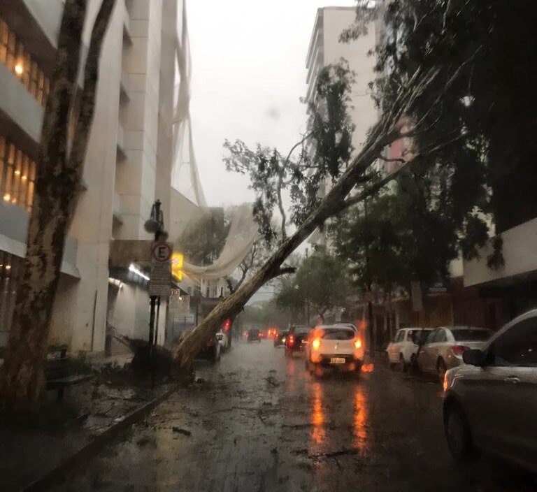 O temporal causou a queda de árvores na região (Foto: Reprodução/Twitter) O temporal causou a queda de árvores na região (Foto: Reprodução/Twitter)