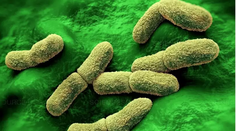 Yersinia pestis, bacilo causador da peste bubônica (Foto: Science/Divulgação) Yersinia pestis, bacilo causador da peste bubônica (Foto: Science/Divulgação)