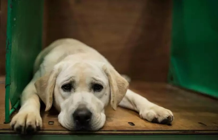 Pesquisa foi feita com labradores: o envelhecimento é mais rápido no início da vida e vai desacelerando (Foto: AFP / OLI SCARFF) Pesquisa foi feita com labradores: o envelhecimento é mais rápido no início da vida e vai desacelerando (Foto: AFP / OLI SCARFF)