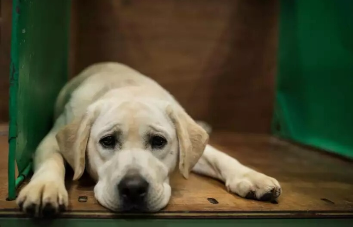 Pesquisa foi feita com labradores: o envelhecimento  mais rpido no incio da vida e vai desacelerando (Foto: AFP / OLI SCARFF)