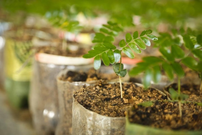 Cultivar plantas em casa pode atrair boas energias e promover o bem-estar. (Foto: Divulgao.)