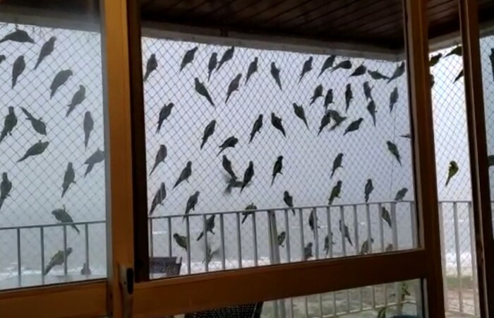 Aves se abrigam em rede de proteção de apartamento após corte de árvores (Foto: Reprodução/Redes Sociais) Aves se abrigam em rede de proteção de apartamento após corte de árvores (Foto: Reprodução/Redes Sociais)