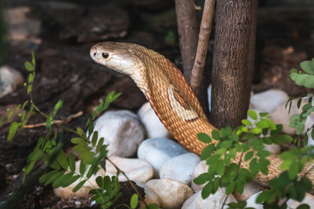  (Foto: Ivan Mattos/Zoolgico Braslia)