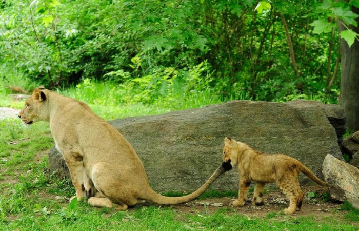  (Foto: Reproduo/Facebook/Zoolgico do Bronx)