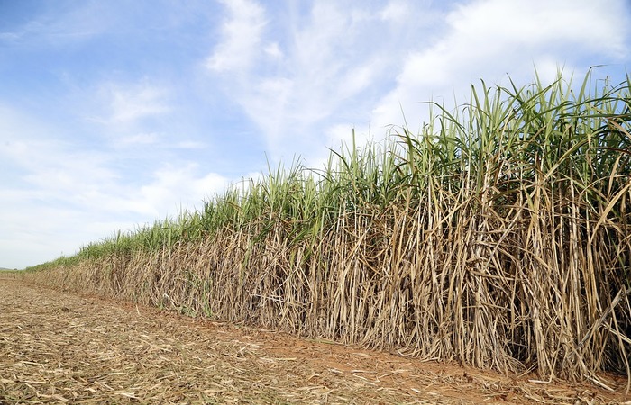 Os produtores vinculados à AFCP continuarão usando as melhores variedades de cana para região sem a cobrança de R$ 300 por hectare por mais cinco anos. (Foto: Pixabay)