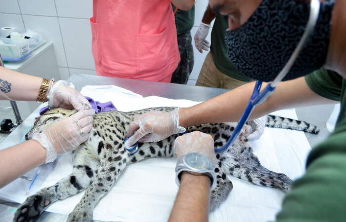 Animal estava com feridas no rosto, foi tratado e ser solto nesta quarta-feira dentro da Unidade de Conservao (Divulgao)