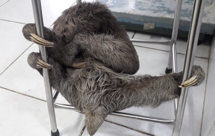 Bicho Preguica E Resgatado De Rede De Alta Tensao No Curado Local Diario De Pernambuco