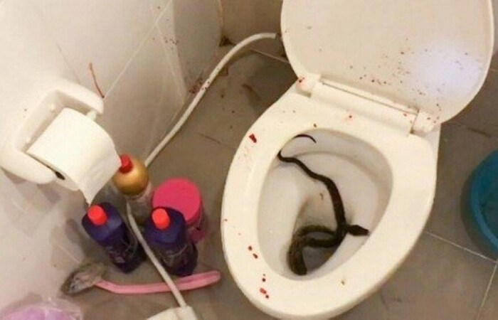 A cobra, do gênero píton, que mordeu pênis de jovem na Tailândia (Foto: Reprodução/Twitter) A cobra, do gênero píton, que mordeu pênis de jovem na Tailândia (Foto: Reprodução/Twitter)