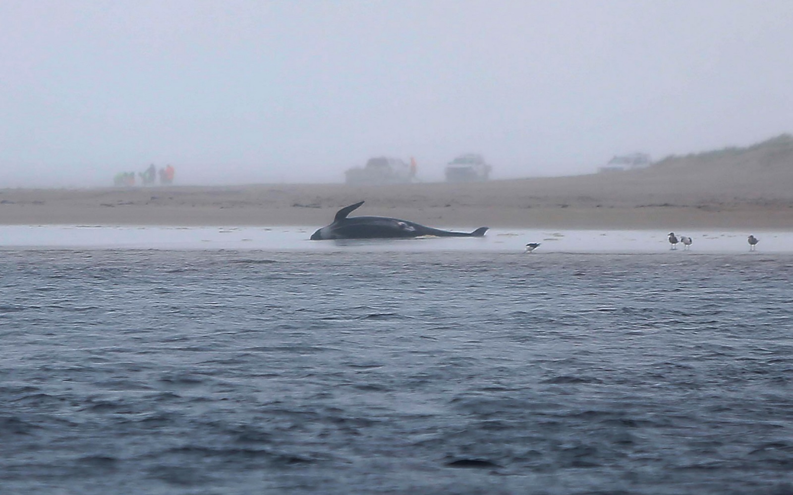 (Foto: Patrick GEE / THE MERCURY / AFP) (Foto: Patrick GEE / THE MERCURY / AFP)