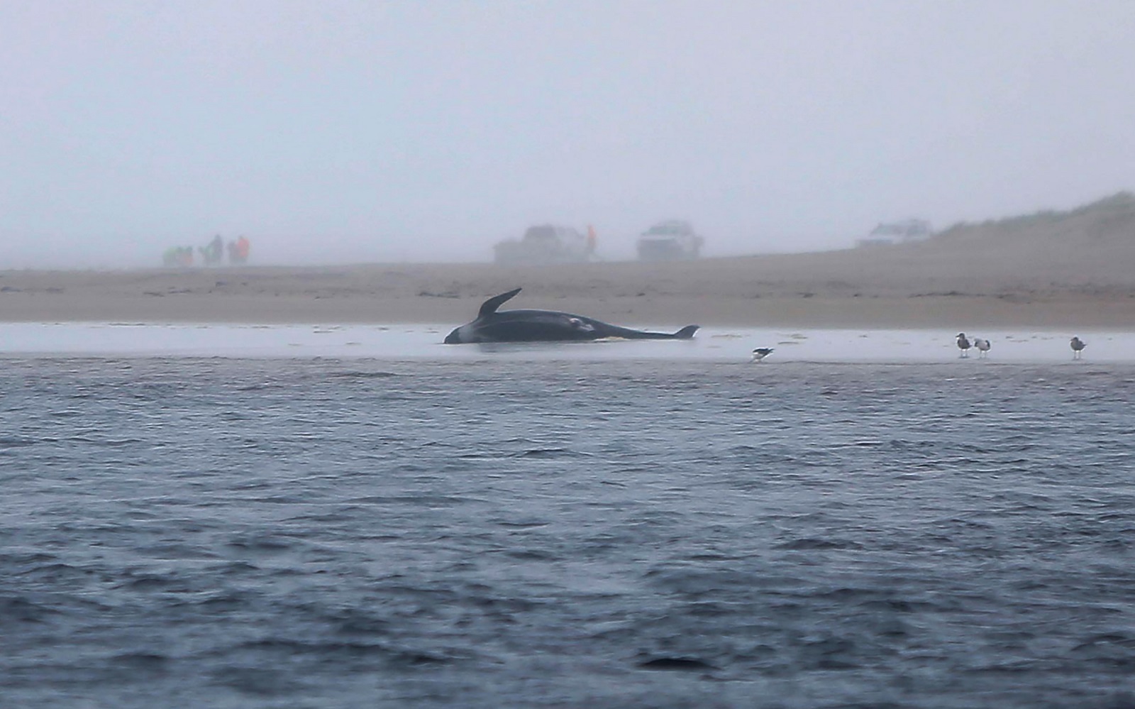  (Foto: Patrick GEE / THE MERCURY / AFP)