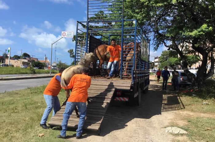  (Foto: Prefeitura de Olinda/Divulgao)