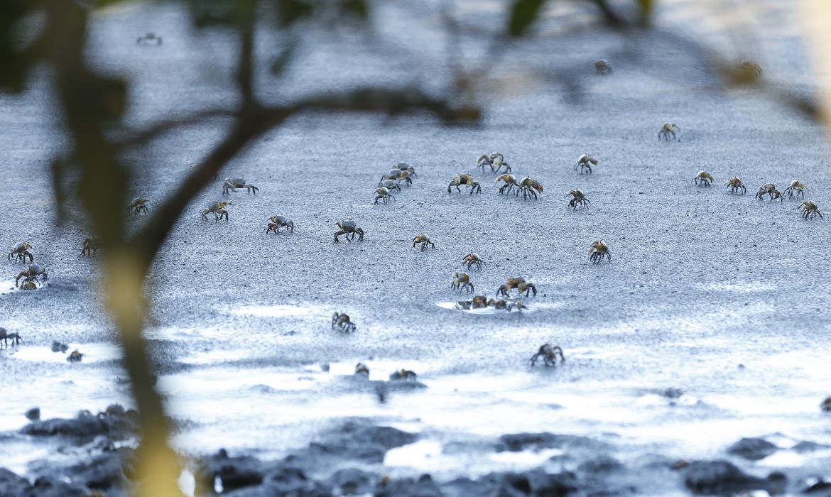  (Foto: Tomaz Silva / Agncia Brasil)