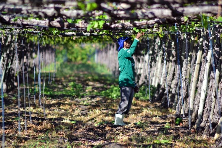 A fruticultura irrigada  uma das cadeias beneficiadas (Jonas Santos/ Divulgao
)