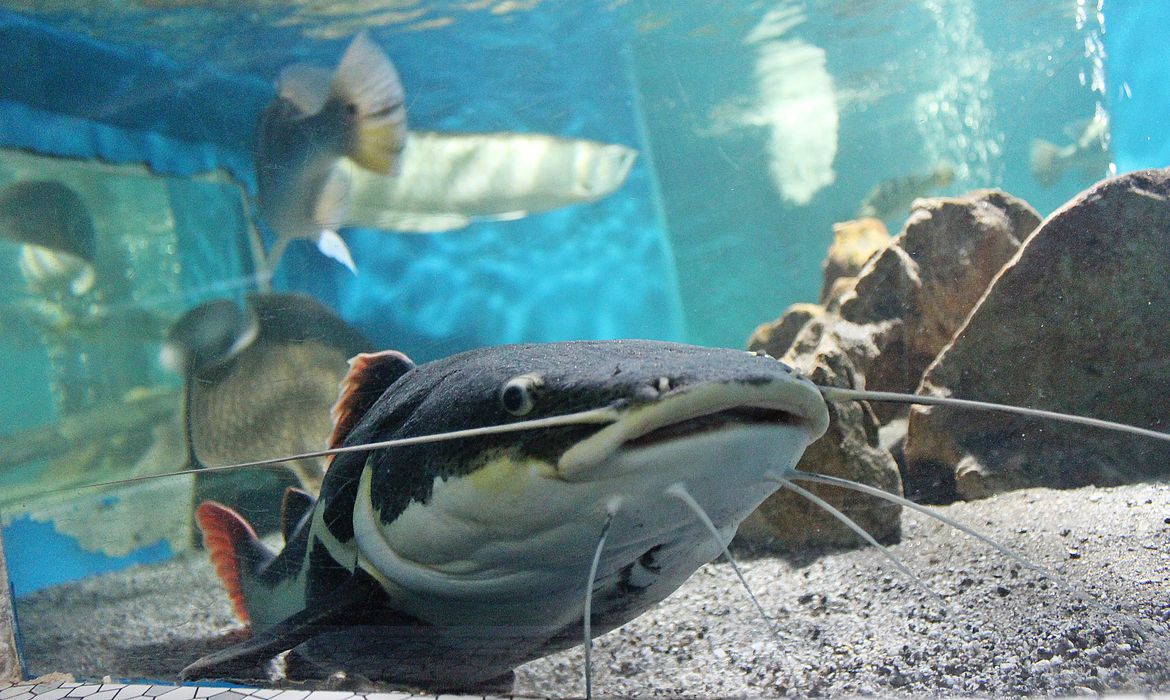 (Foto: Divulgação/Instituto Pesca) (Foto: Divulgação/Instituto Pesca)