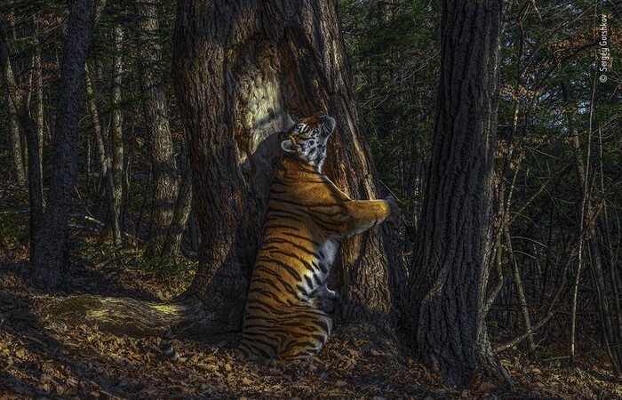 (Foto: Sergey Gorshkov/Wildlife Photographer of the Year/BBC) (Foto: Sergey Gorshkov/Wildlife Photographer of the Year/BBC)