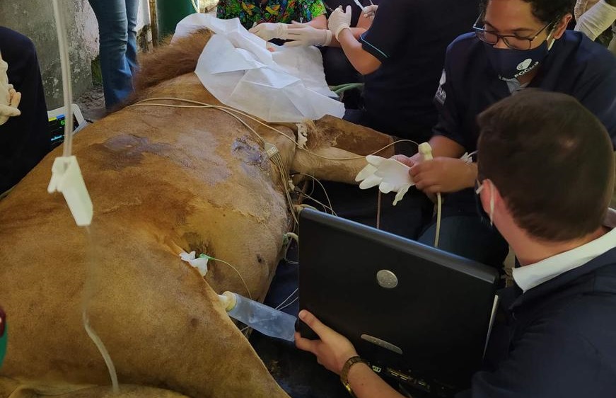  (Mdicos veterinrios constataram a existncia de tumores na boca e na testa do animal. Ainda se aguarda o resultado dos exames patolgicos. O leo passa bem. Foto: Divulgao)