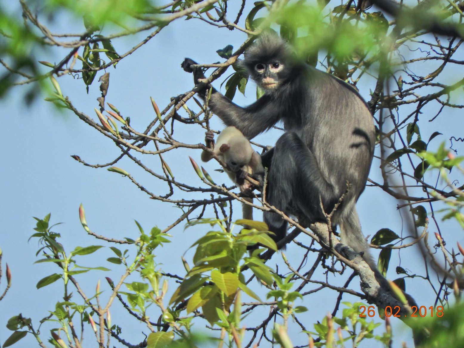 (Foto: Thaung Win / German Primate Center (DPZ)- Leibniz Institute for Primate Research / AFP) (Foto: Thaung Win / German Primate Center (DPZ)- Leibniz Institute for Primate Research / AFP)