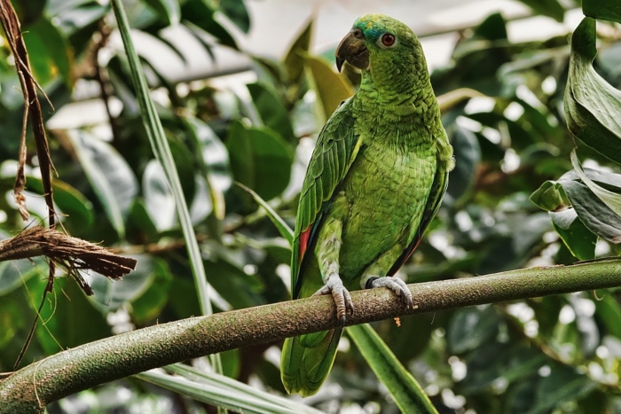 (Foto: Reprodução/Pixabay
) (Foto: Reprodução/Pixabay
)
