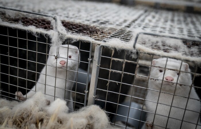 (Foto: Mads Claus Rasmussen / Ritzau Scanpix / AFP) (Foto: Mads Claus Rasmussen / Ritzau Scanpix / AFP)